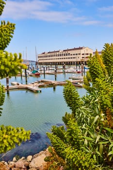 Image of Boat docking area at Fort Mason Center on calm summer morning framed in by succulents