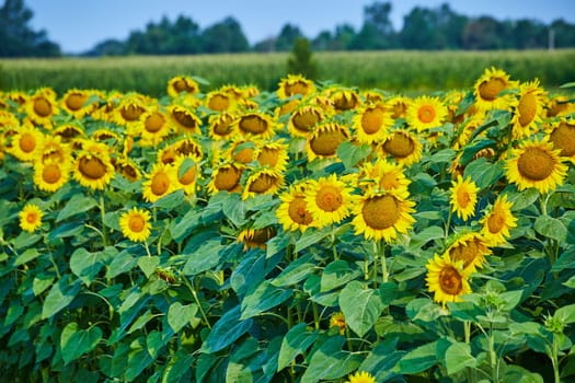 Image of Rows of sunflowers with giant yellow petals and blurry cornfield in distance