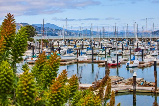 Image of East Harbor docks with boats tied up on calm summer morning with succulent in corner of shot