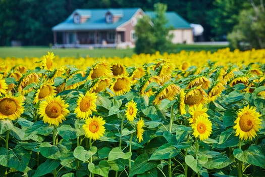 Image of Sunflowers in large field with winery building in background