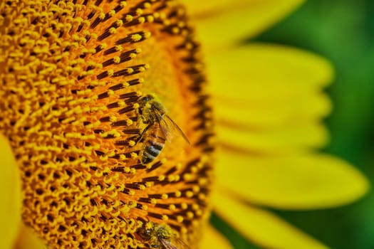 Image of Macro of two bees pollinating center of yellow sunflower