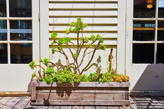 Image of Sunny deck with green succulents growing between two white patio doors