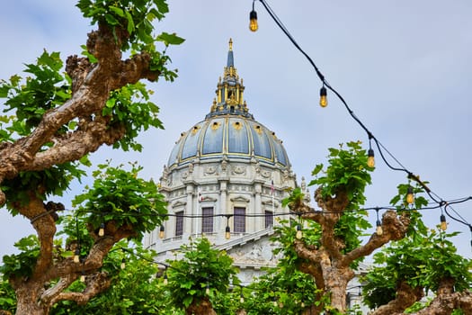 Image of Rows of oak trees with strings of lights and looming city hall in background