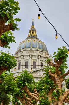 Image of Tops of oak trees with strings of lights in branches with city hall in background