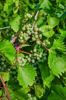 Image of Close up of green grapes growing on the vine