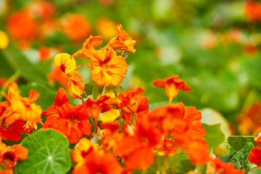 Image of Gorgeous orange morning glory flowers close up on bright day as background asset
