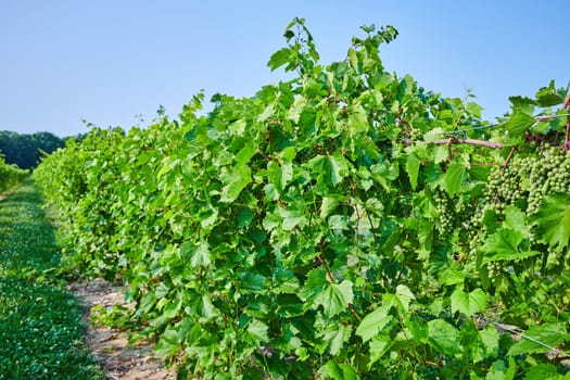 Image of View down vineyard with green grapes growing on the vine under clear blue sky