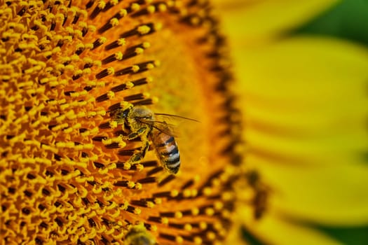 Image of Macro of pollen covered bee pollinating center of golden sunflower