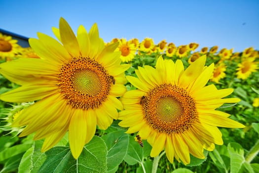 Image of Multiple bees pollinating sunflowers in close up view of flowers in large field