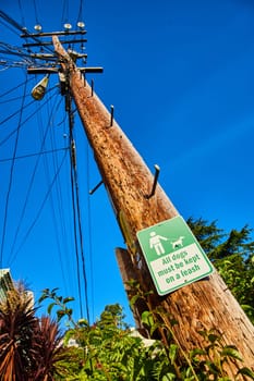 Image of Bright blue sky with telephone pol rising up with sign saying all dogs must be kept on a leash