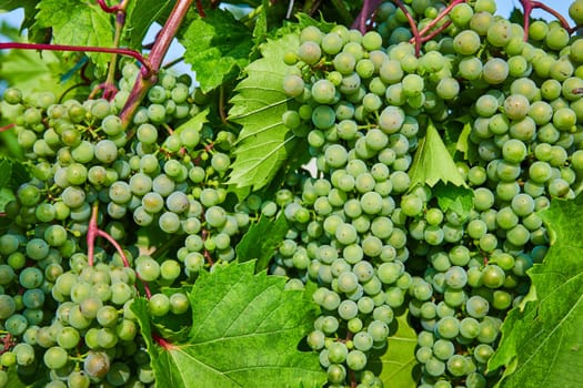 Image of Close up view of multiple green grape bundles growing on purple vine with large leaves