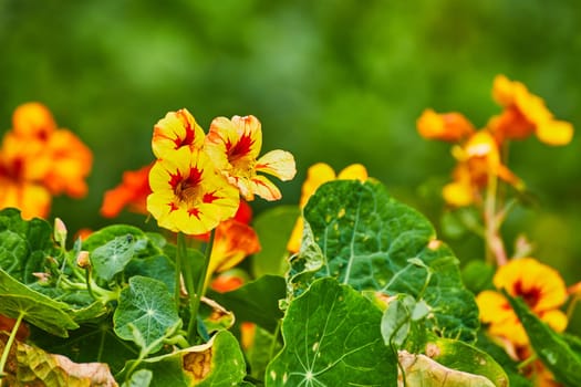 Image of Yellow morning glory flowers with red bursts of color on petals close up