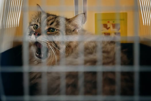 Volunteers captured a stray cat without a home, which now hisses at people and occupies a cage within a carrier.
