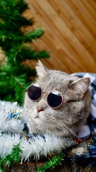 Scottish straight cat celebrates holiday eve Happy New Year 2025 and Merry Christmas. Pet in sunglasses is looking at the window at home. Vertical
