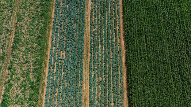 An expansive aerial perspective displays neatly arranged rows of crops in different colors and textures. The landscape embodies the beauty of agricultural diversity and productive farmland.