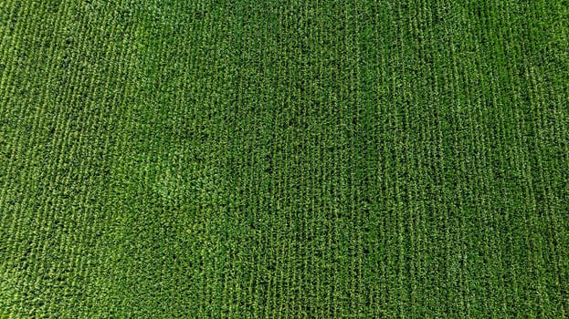 An expansive aerial perspective captures vibrant green farmland, showcasing rows of healthy crops stretching toward the horizon bathed in sunlight on a clear day.