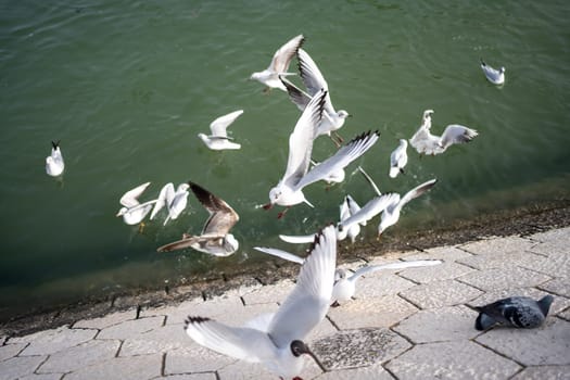 Several beautiful white seagull flying over water surface of the sea. Warm sunny summer day.