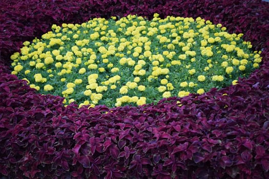 Beautiful orange Marigold flowers, amazing summer flowers of marigold bush, summer ornamental flora. Yellow flowering marigolds grow on the flower.
