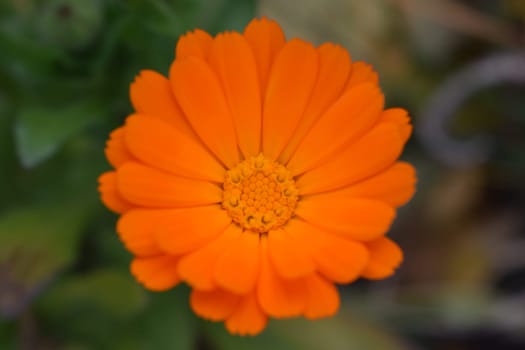 Blooming marigold flowers. Orange calendula on a green grass. Garden with calendula. Garden flowers. Nature flowers in garden. BYellow-orange petals. Green blurred background. Macro.