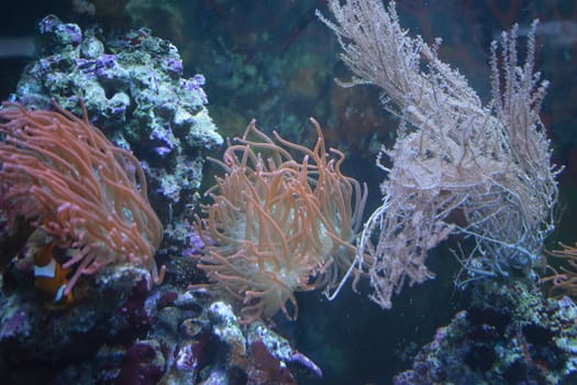 Anemone magic on the reef. Underwater creature anemone.