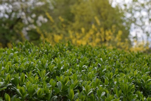 green leaves background. Green color leaf wall beautiful natural background in sunny day