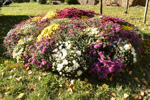 Beautiful and colourful fresh autumn chrysanthemums in red, yellow, purple, white, orange and pink bouquets. Beautiful bright chrysanthemums bloom in autumn in the garden.