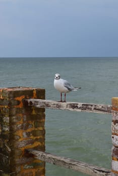 One seagull sits on a old sea pier. The European herring gull, Seagull on the beach pier railing. Close-up of seagull bird.