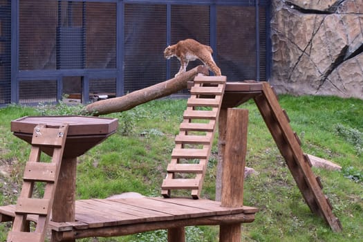 Wild predatory dangerous cat. Lynx in a zoo.