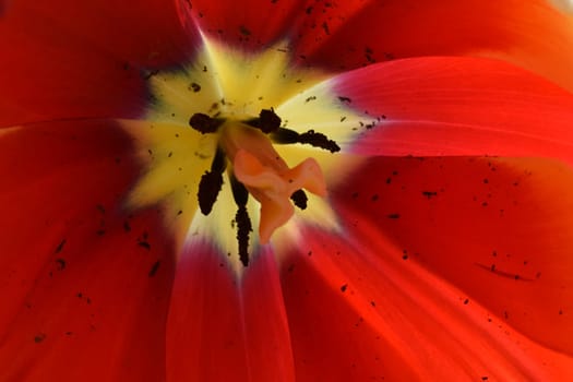 Red tulip flower head. Open tulip flower head with pistils and stamens. Top view macro image. Closeup of floral background in red with yellow and black elements.