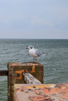 One seagull sits on a old sea pier. The European herring gull, Seagull on the beach pier railing. Close-up of seagull bird.