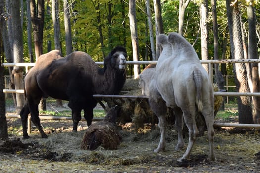 Camels feeding in a zoo