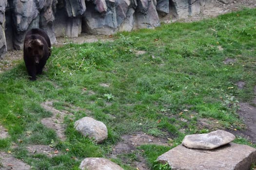 The Eurasian brown bear (Ursus arctos arctos) also known as the common brown bear, European brown bear or European bear.