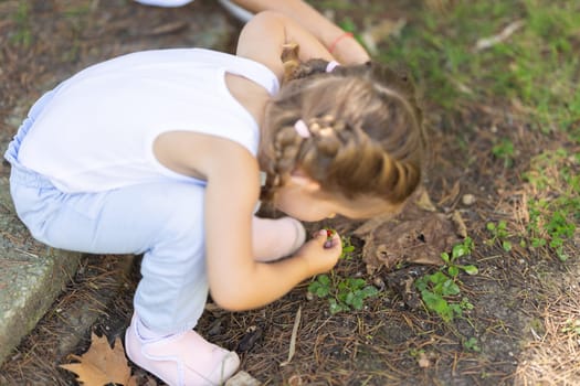 Little girl crouching and picking wild strawberries during a family walk in the forest