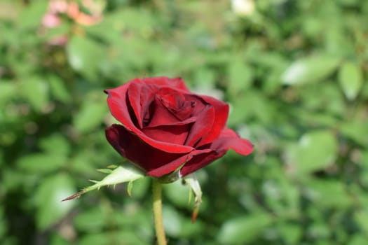 Red Rose on the Branch in the Garden. Red roses in in Full Bloom. Stunningly magnificent romantic beautiful velvety red fully blown hybrid roses blooming