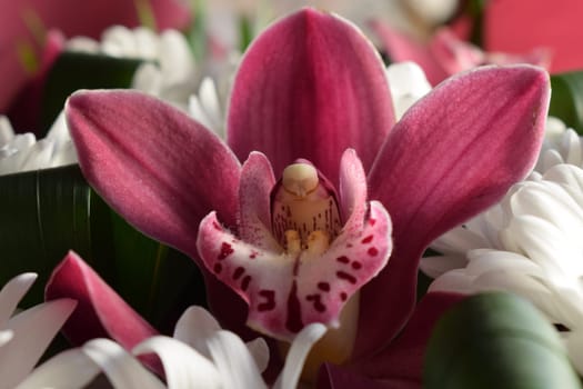 Selective focus of beautiful bouquet of chrysanthemum orchid flowers in pink color. Floral shop concept. Handsome fresh bouquet. Group of purple vanda orchid and white Chrysanthemums