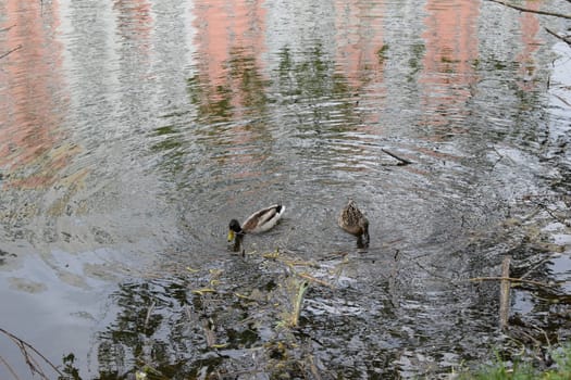 Close up two wild ducks swim in the river on a spring day. Wildlife. Mallard ducks swim in the lake. Wild duck (Anas platyrhynchos) is a dabbling duck. A couple of duck pair. Close up mallard couple
