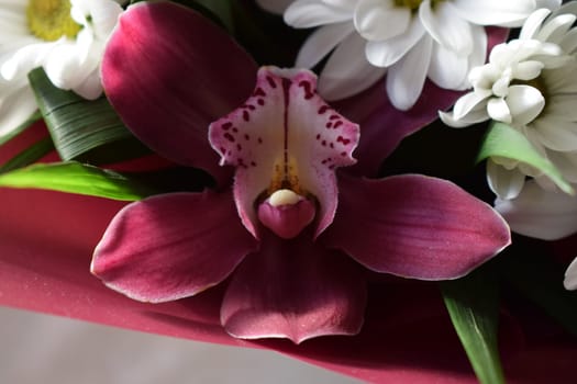 Selective focus of beautiful bouquet of chrysanthemum orchid flowers in pink color. Floral shop concept. Handsome fresh bouquet. Group of purple vanda orchid and white Chrysanthemums