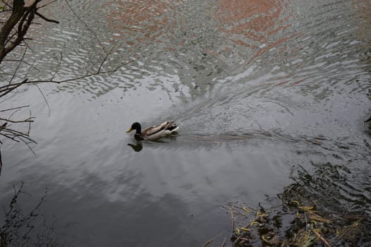 Wild duck males in dirty river water. Ducks in their natural habitat, an area with a large number of lakes where ducks live, wild waterfowl ducks in nature