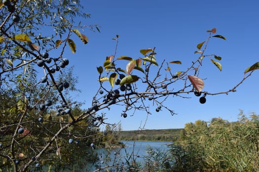 Forest lake in the autumn afternoon. Calm water with reflection of trees. Attractive morning view of Lake. Clear fresh nature, untouched. Forest in the background. National reserve