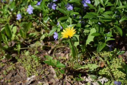 Vinca minor (common names lesser periwinkle, dwarf periwinkle, small periwinkle, common periwinkle) is a species of flowering plant native to central and southern Europe.