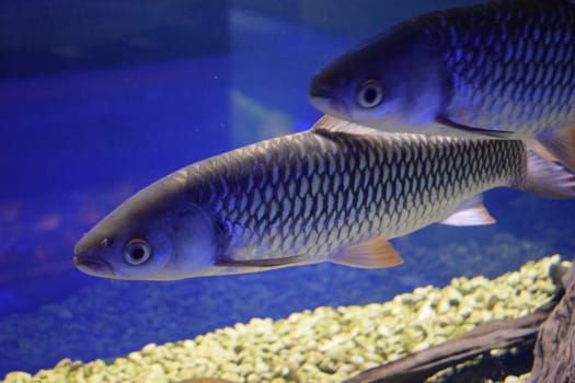 Hoven's carp (Leptobarbus hoevenii), also known as the mad barb or sultan fish.