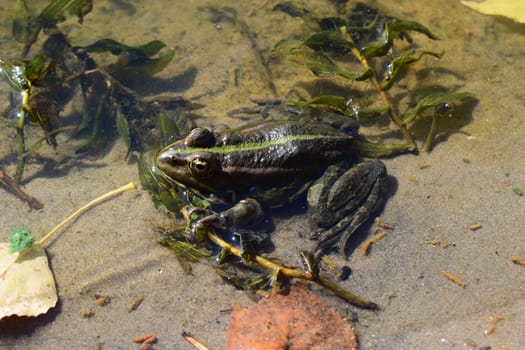 Pool frog in a forest lake. Cute and funny common green frog. Beautiful and colorful amphibian endangered by habitat loss. A green frog sitting in a water.