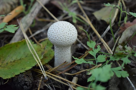 Lycoperdon perlatum, popularly known as the common puffball, emerging from the forest ground. Flaschenstaeubling, Lycoperdon perlatum, Common Puffball during the autumn.