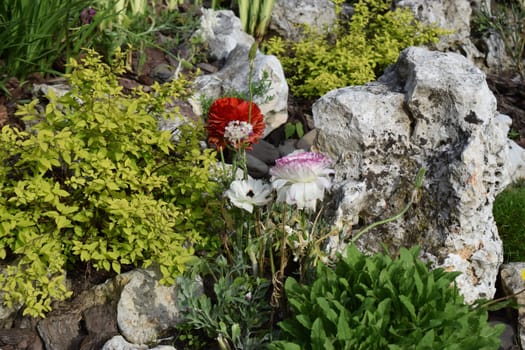 decorative alpine slide, landscape design - decorative plants in the foreground, alpine grasses and shrubs, stones and large pebbles. Beautiful poppy flowers with red petals close-up.