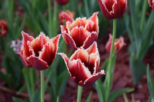 Red and white tulips blooming in the flowerbed of the park. Spring background. Tulips grow in rows in the garden. Springtime bloom. Gardening tips. Growing flowers. Growing bulb plants.
