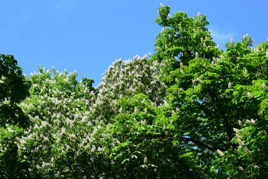 Flowers of a tree a chestnut. Spring blossoming chestnut tree flowers. Aesculus hippocastanum blossom of horse-chestnut tree.