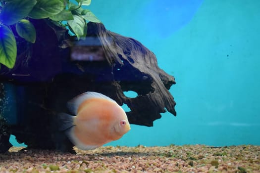 Discus fish (Pompadour), Red symphysodon discus. Symphysodon is freshwater fish in cichlidae family native to the Amazon river basin in South America.