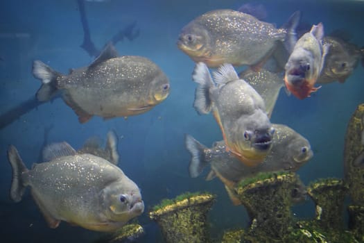 Group of red-bellied piranhas are swimming in fish tank. Red piranha (Pygocentrus nattereri), selective focus.