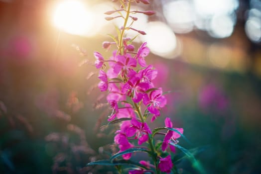 Summer wild flower lupine closeup on sunset.