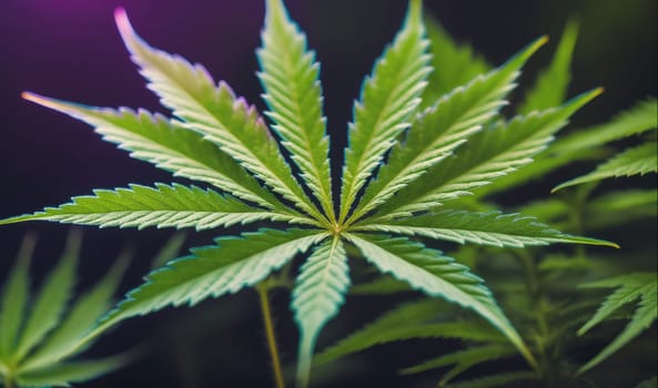 A marijuana plant with large, serrated leaves, photographed up close. The plant is in focus, while the background is blurred.